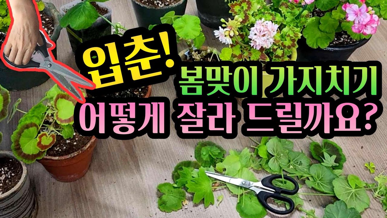 [4K] 입춘대길~ 봄맞이 시작은 가지치기로 싹뚝싹뚝 시원하게 정리하세요~ #제라늄수형 #가지치기 #제라늄 #pelargonium
