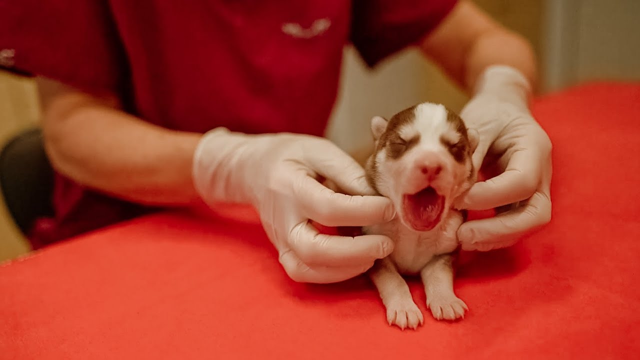 #27 Husky-Welpen im Tierheim Frankfurt – Erste Gesundheitskontrolle nach der Geburt