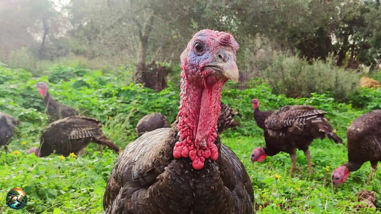 Dinner Outside - Turkey Squad 🦃 Day 13 - Mind Healing Farm