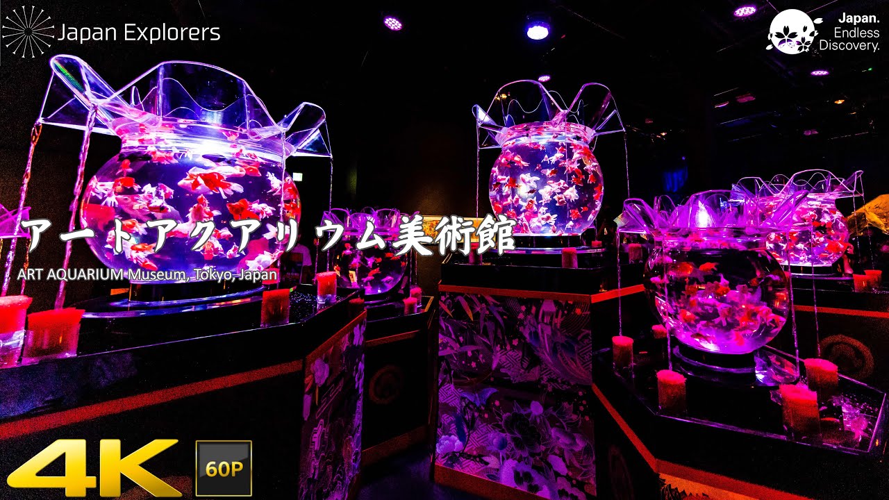 アートアクアリウム美術館 ART AQUARIUM Museum 4K