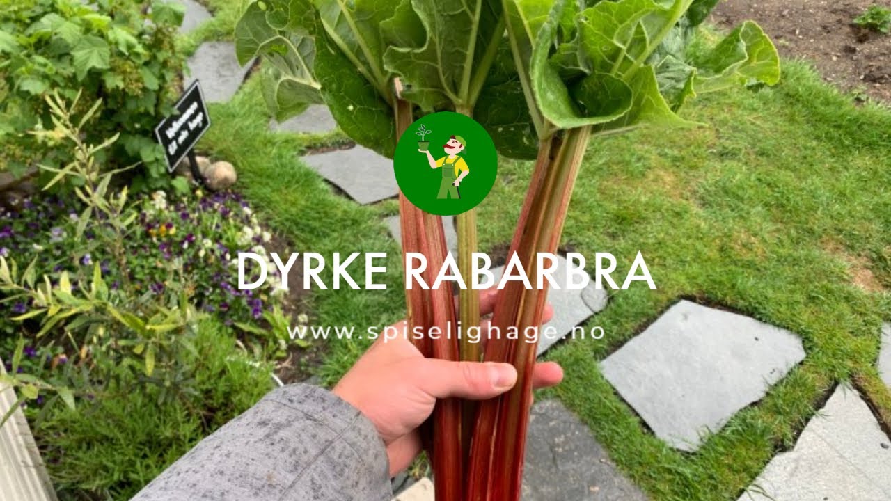 Slik dyrker du rabarbra - SPISELIGHAGE.NO