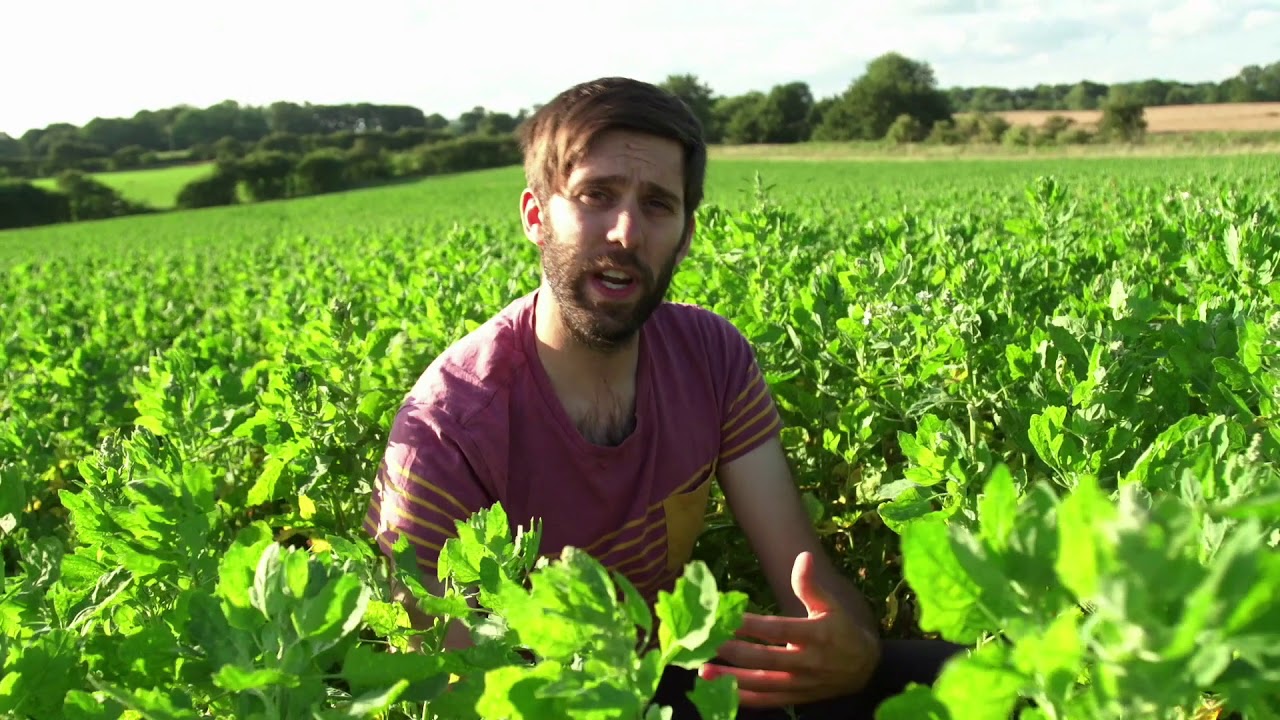 British Quinoa Summer 2019