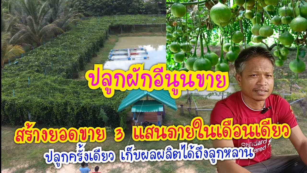 #ปลูกผักอีนูนขายสร้างยอดขาย300000ภายในเดือนเดียว ปลูกครั้งเดียวเก็บผลผลิตได้100ปี