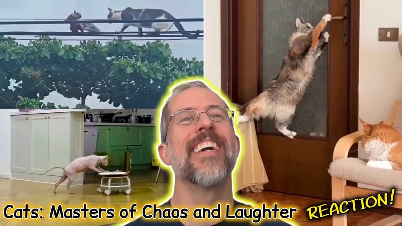 Therapeutic to watch if you're feeling down! | Cats: Masters of Chaos and Laughter REACTION!