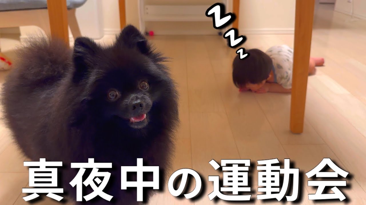 赤ちゃんを寝かしつけるポメラニアン