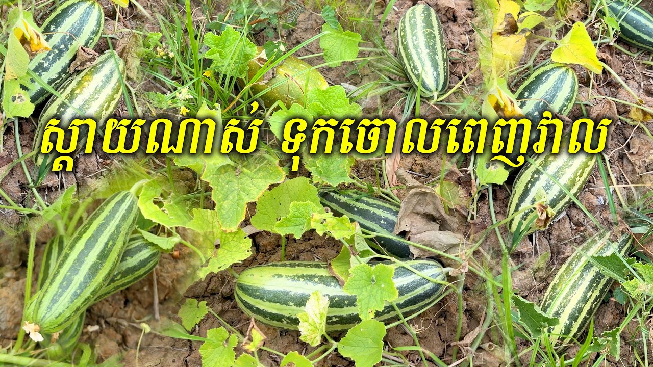 ស្តាយណាស់ ផ្លែទុកចោលពេញវាល