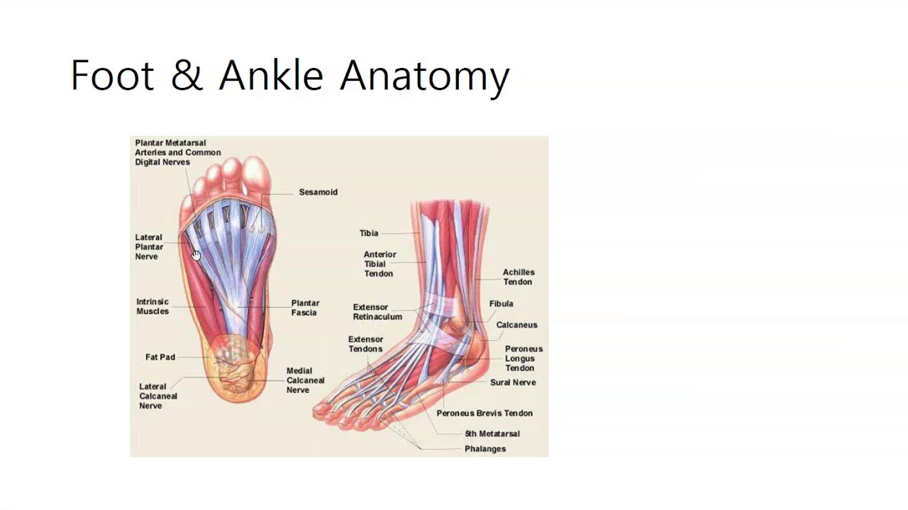 차의과학대학 선수트레이닝 foot & ankle 1