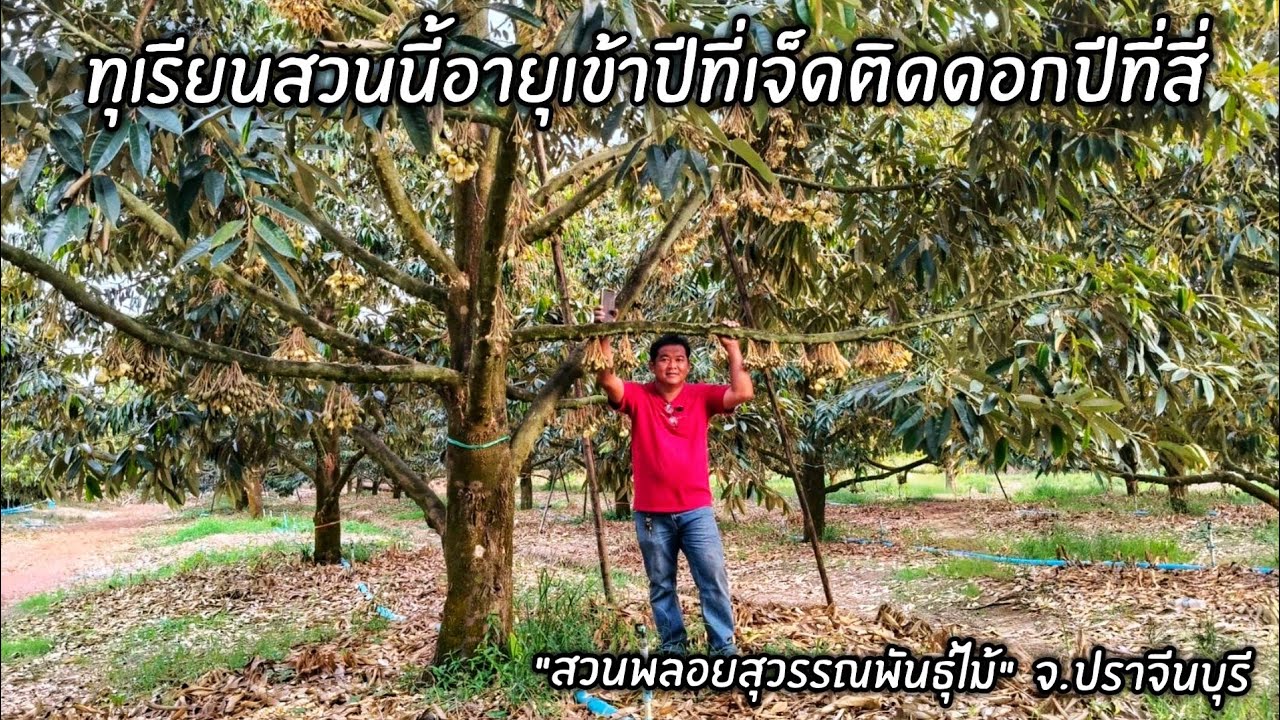 ทุเรียนสวนนี้อายุเข้าปีที่เจ็ดติดดอกปีที่สี่ 