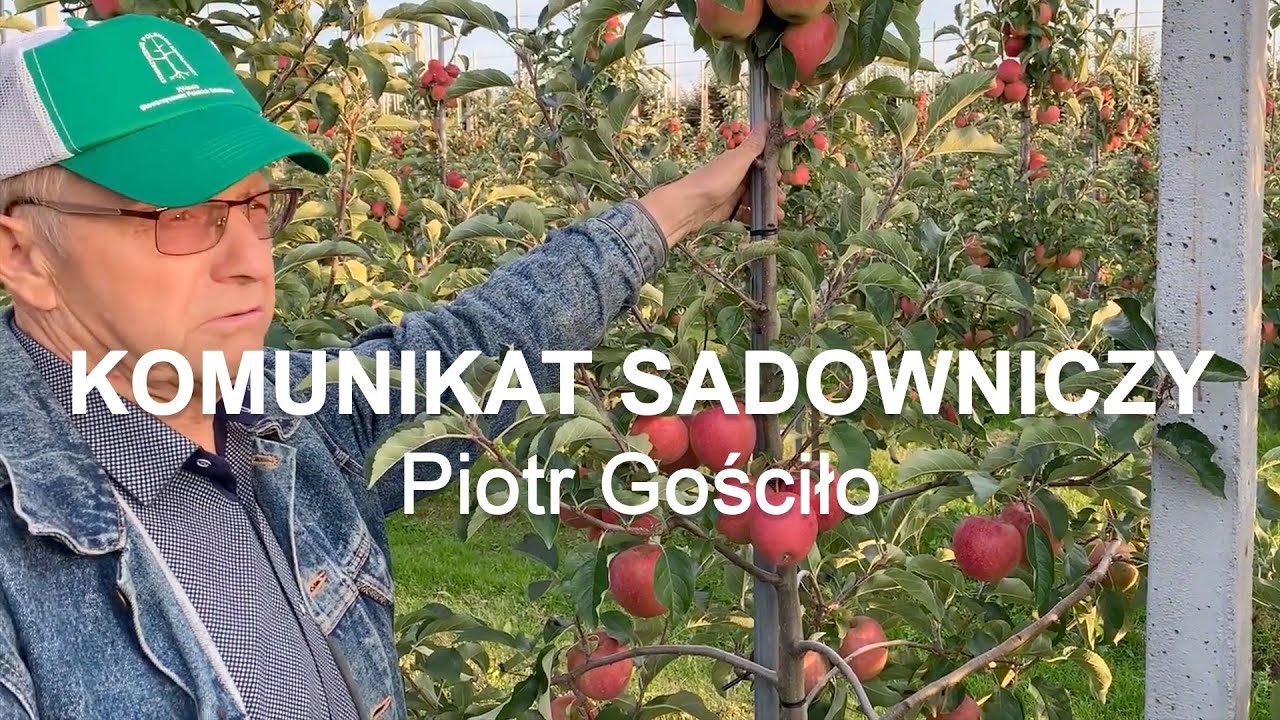 Komunikat sadowniczy #29 Jonaprince Pinowa - Piotr Gościło