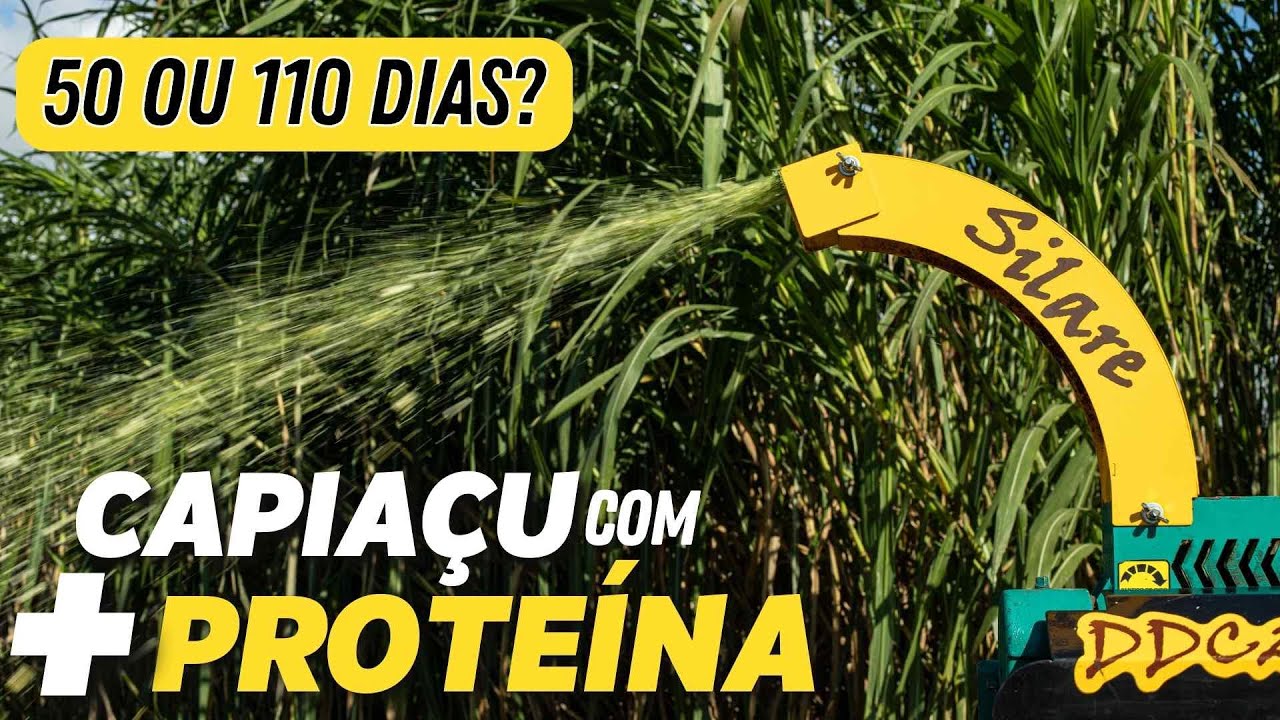 Faça MISTURAS inteligentes na SILAGEM | Como calcular MATÉRIA SECA, PROTEÍNAS e NUTRIENTES