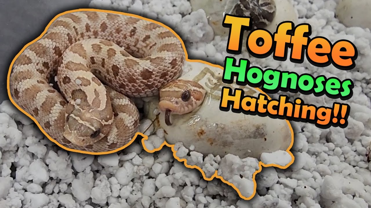 Toffee Morph Hognoses Hatching!!