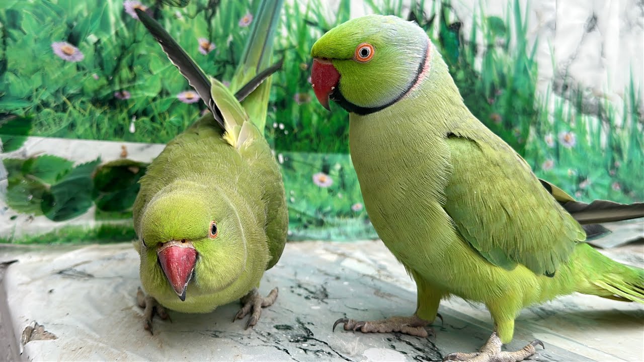 Parrot | Tota | Parrot Talking  | Parrot Sounds | Talking Parrot 