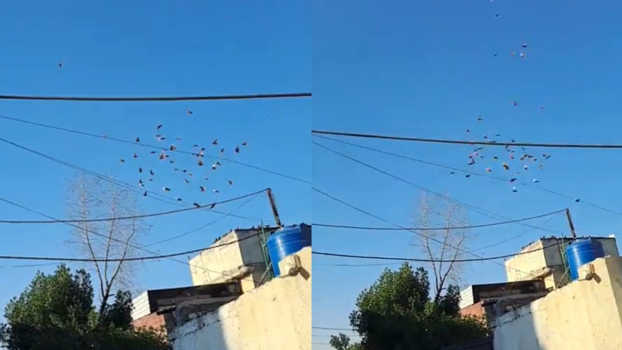 فكه صباح العبيدي وعلي بوري شوفو طيور صباح شلون طبت بوقت قياسي