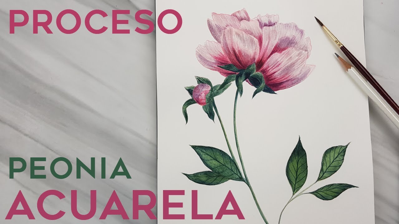 Acuarela Peonias - flores en acuarela proceso