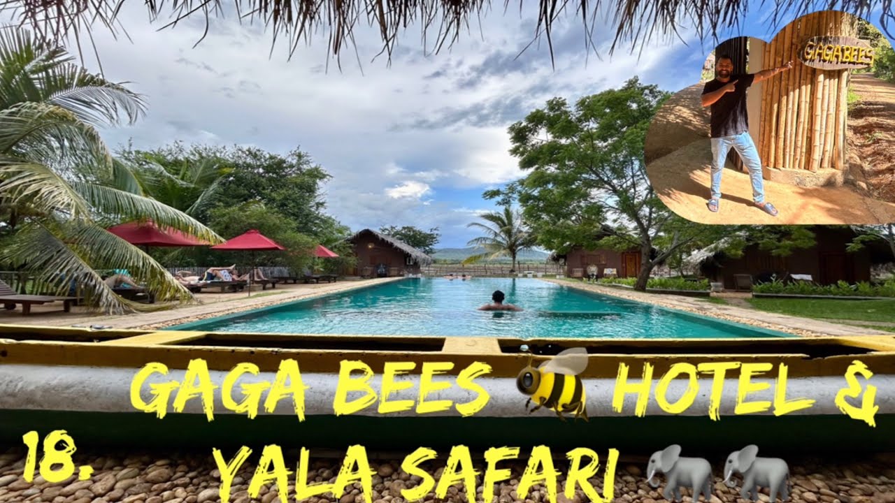 Gaga Bees Hotel & Yala National Park Safari #yalasafari #srilankahotels #wildlife #srilanka #safari 