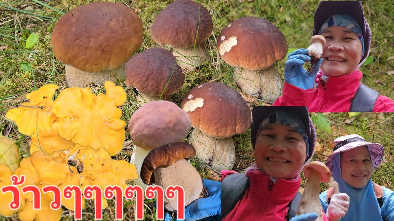 11/สค/68🍄🍄คลิป( 2 )เห็ดผึ้งหวานเห็ดเหลืองเห็ดผึ้งขาลายเข้าแถวกันมาอีกแล้ว