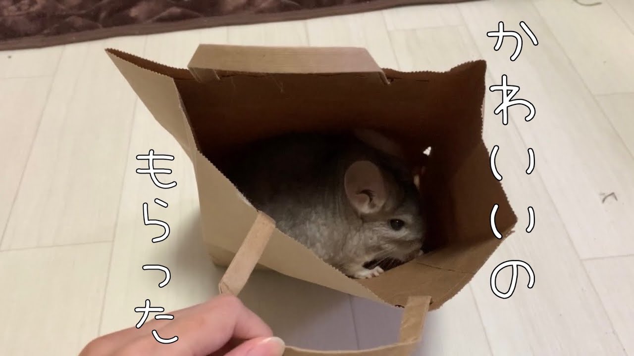 【チンチラ】主の失敗でかわいいものをいただいちゃった件