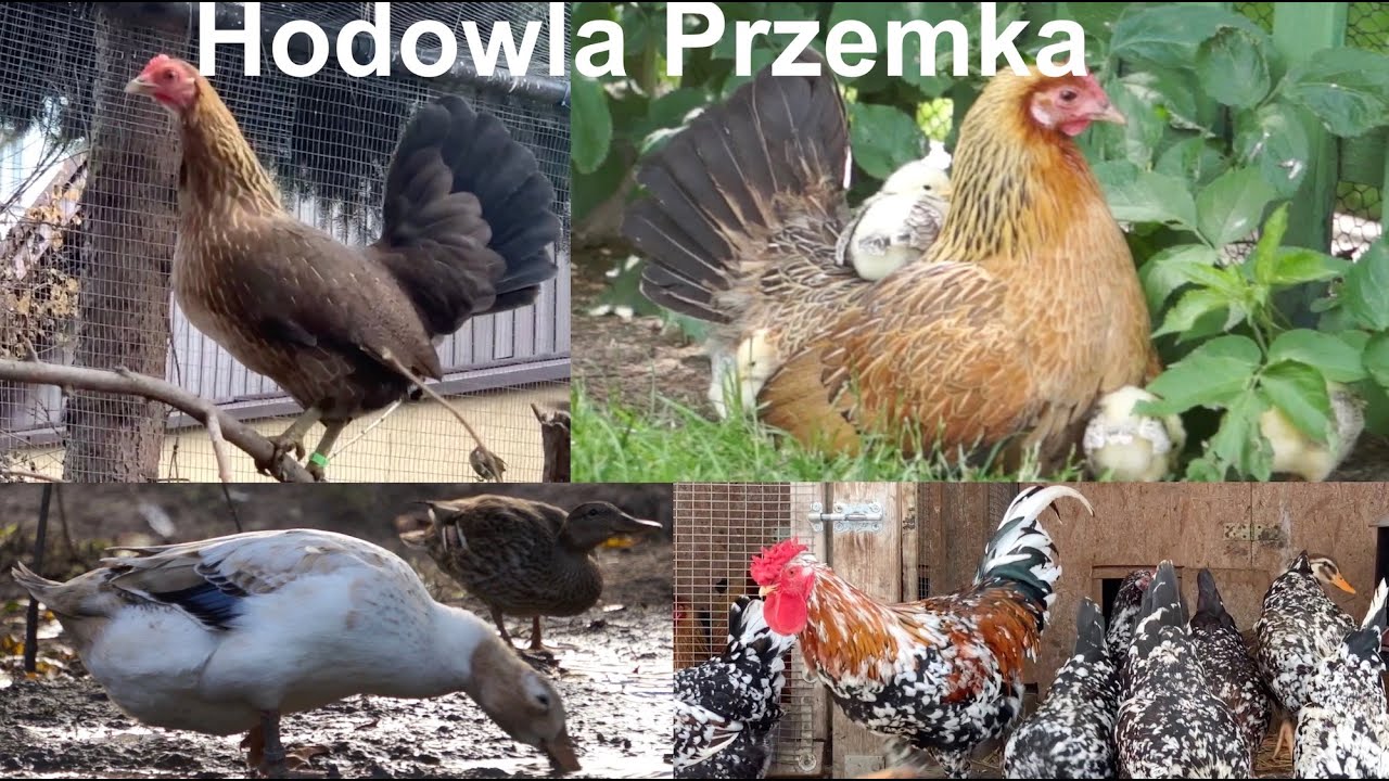 Hodowla drobiu ozdobnego Przemka vol. 2
