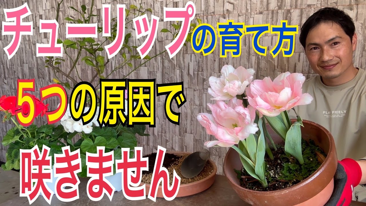 【4月の管理】チューリップこれやると咲きません！【園芸】【ガーデニング】