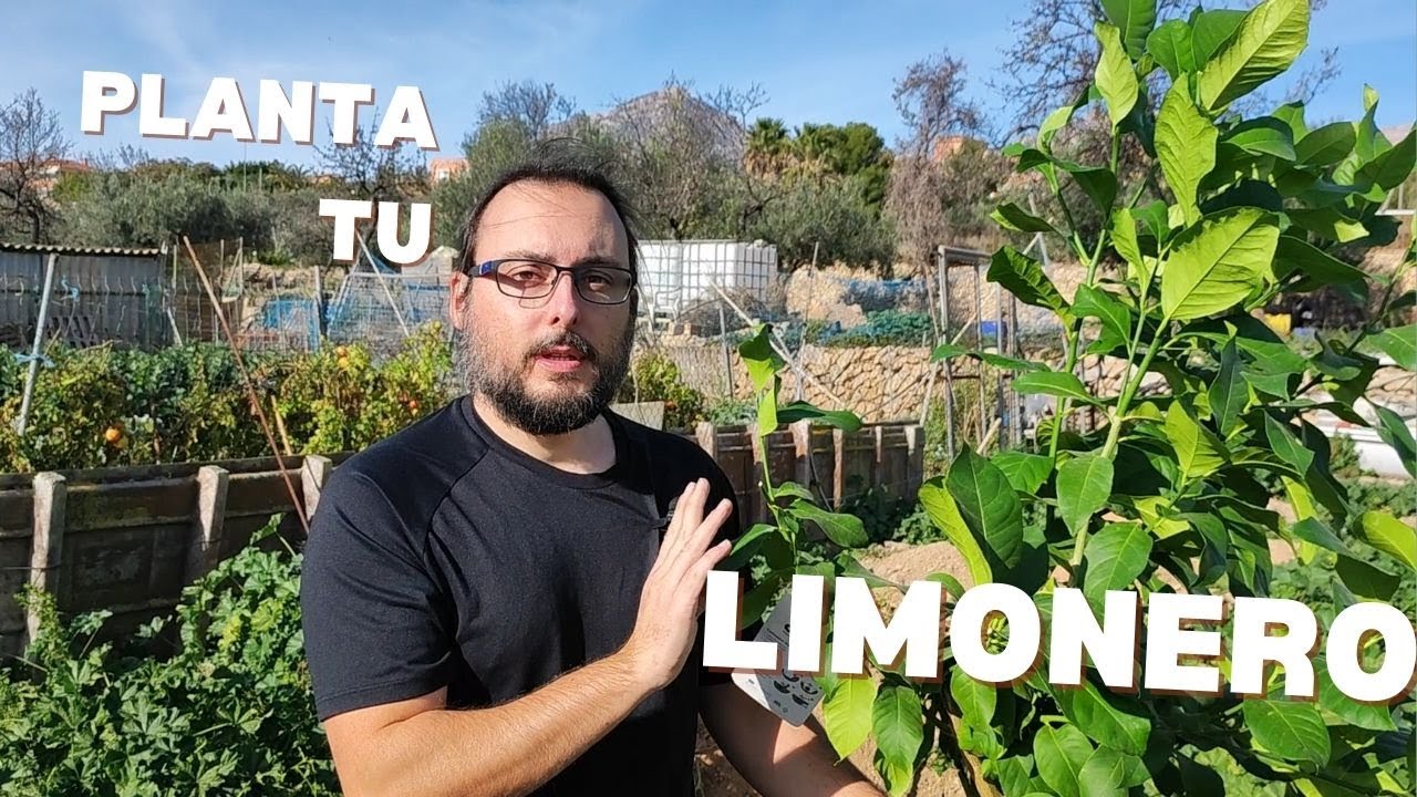 🌳 Cómo Plantar un Limonero en el Suelo 🍋 | Técnica del Pocillo Paso a Paso