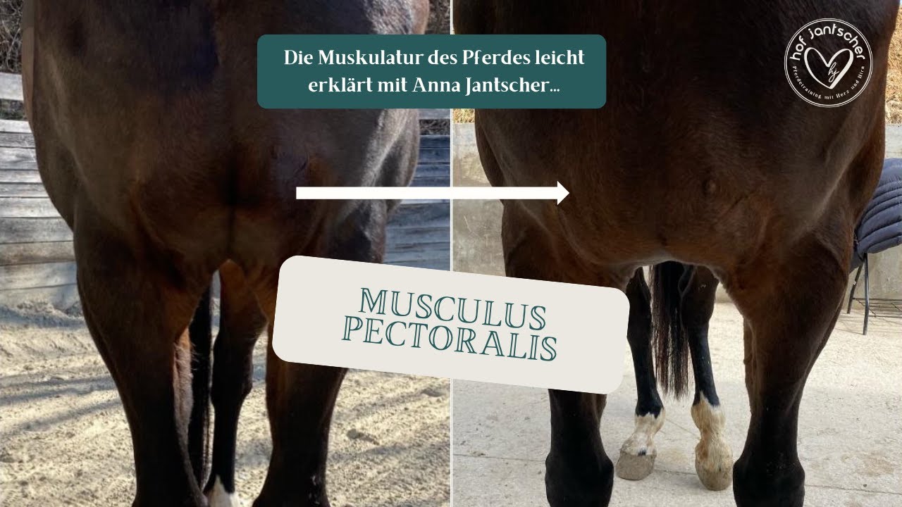 Musculus pectoralis (Brustmuskulatur) - Pferdeanatomie - Anna Jantscher erkl&auml;rt...