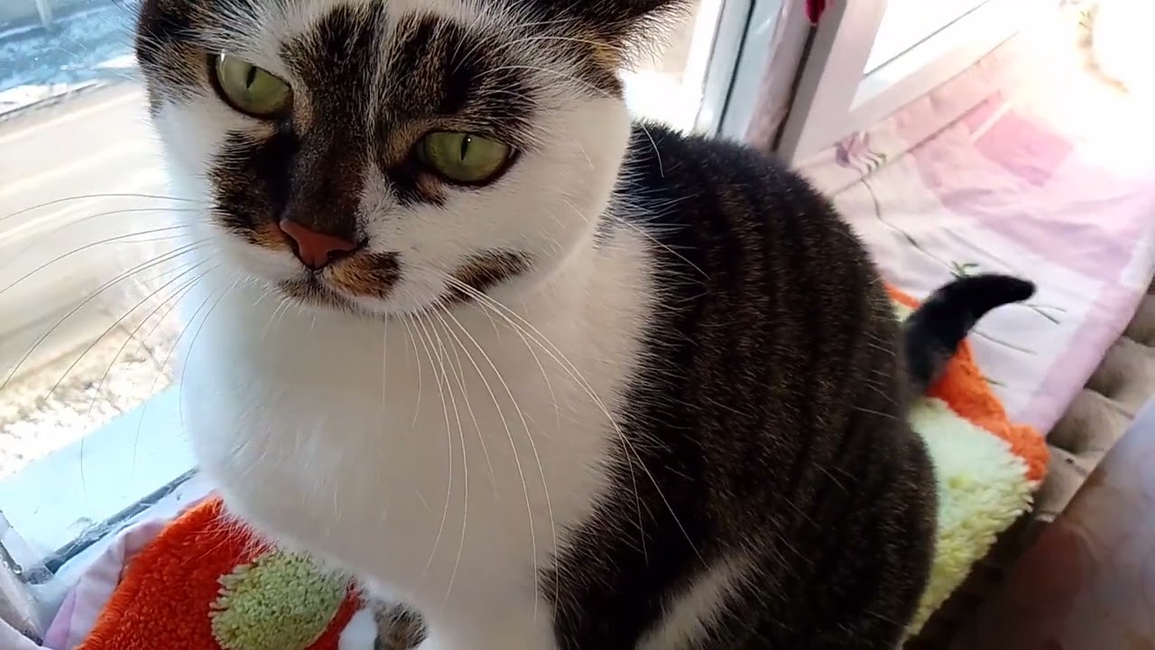 У МЕНЯ ЖИВУТ БАБУСИ-ЯГУСИ!!🤣😸 СПЛЕТНИЦЫ НА ОКОШКЕ! 🪟 КТО ЕСТ МОИ ПЕЧЕНЮХИ?🤷‍♀️