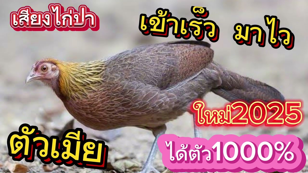 เสียงต่อไก่ป่าตัวเมีย เข้าเร็ว มาไว ได้ตัว เสียงหมาน1000% เสียงมาใหม่2025