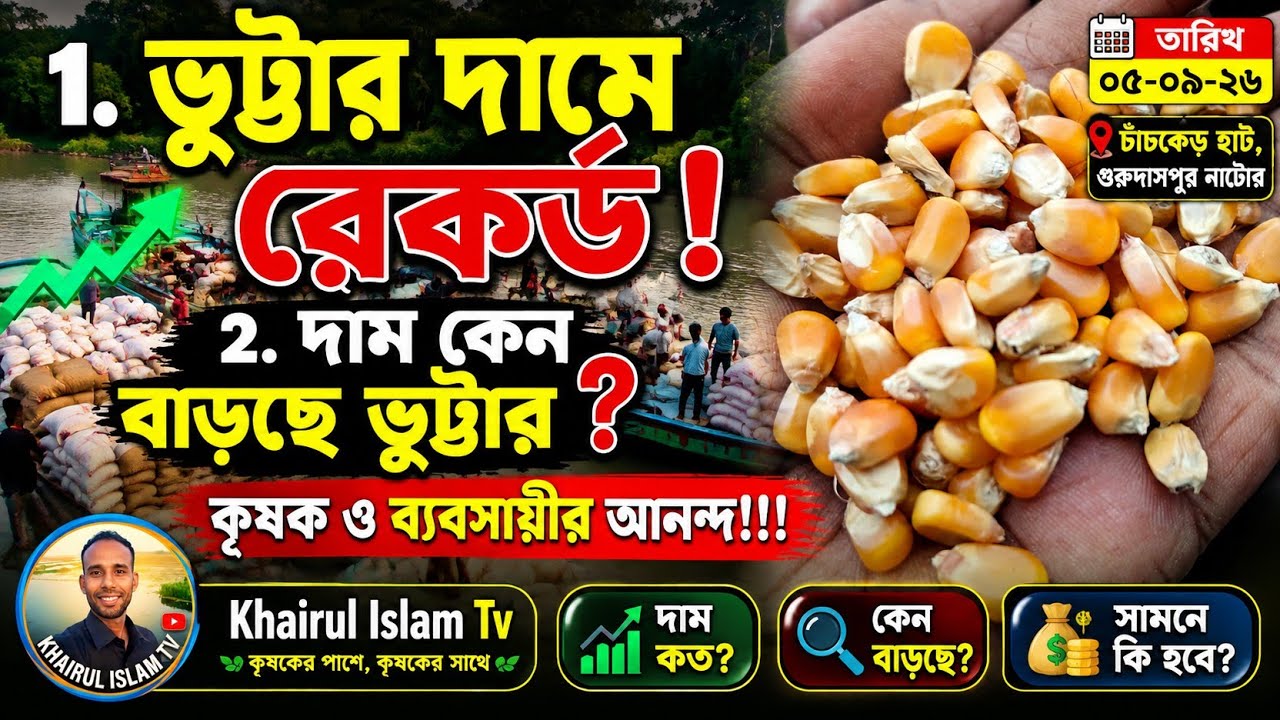 ভুট্টার দাম হঠাৎ বাড়ছে কেন? 🌽 রেকর্ড দামে ভুট্টা! কৃষক-ব্যবসায়ীদের মুখে হাসি | বাজার খবর