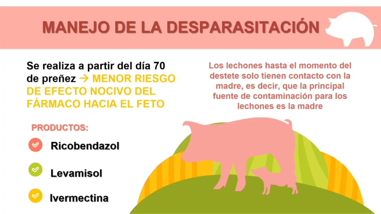 Tips para el Manejo de la Cerda Gestante