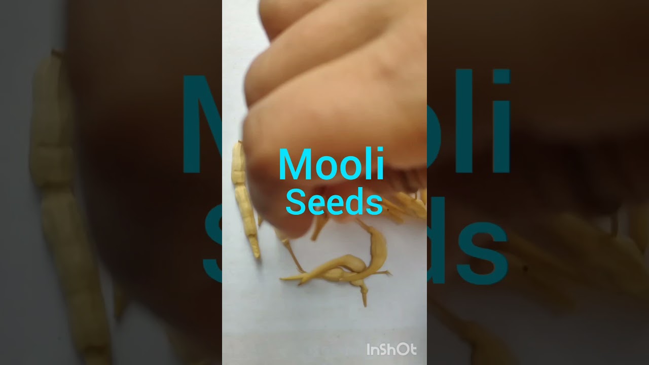 किस सब्जी के बीज कैसे दिखते हैं ?|🧿🌿#gardening #seeds #nature #plants #seedpods #viralshort #ghiya