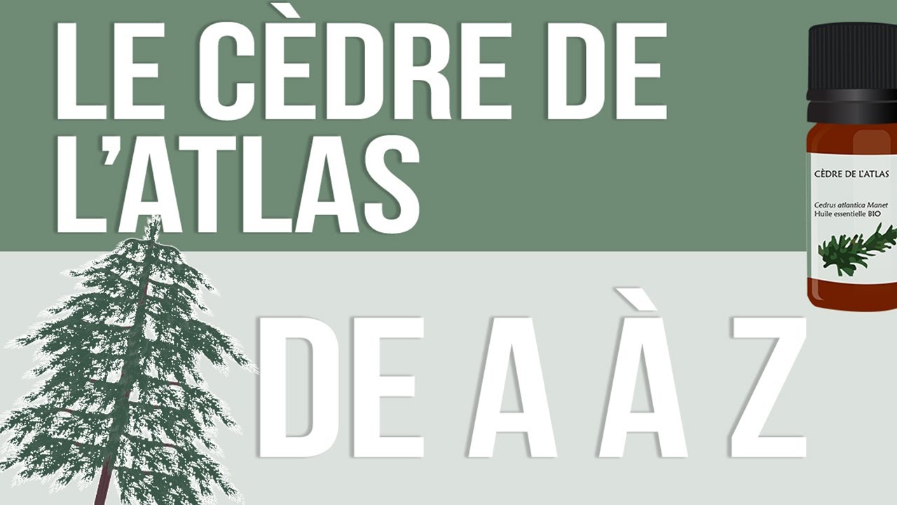 [HUILES ESSENTIELLES] À la découverte du Cèdre de l’Atlas !