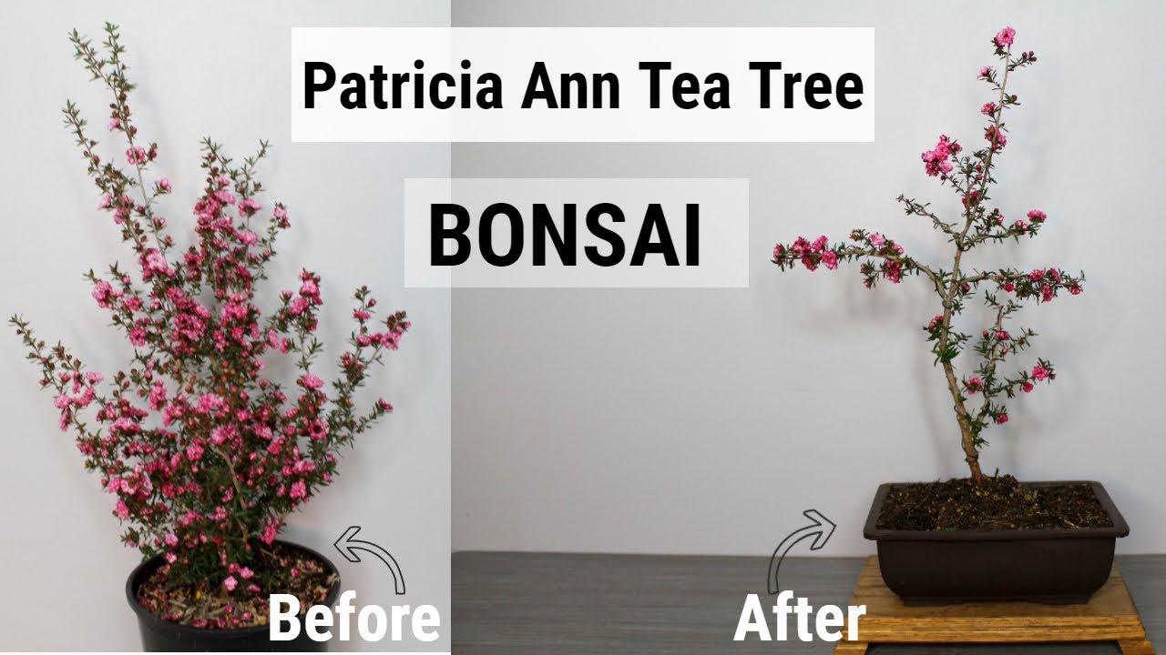 Tea Tree Bonsai | BonsaiHigh