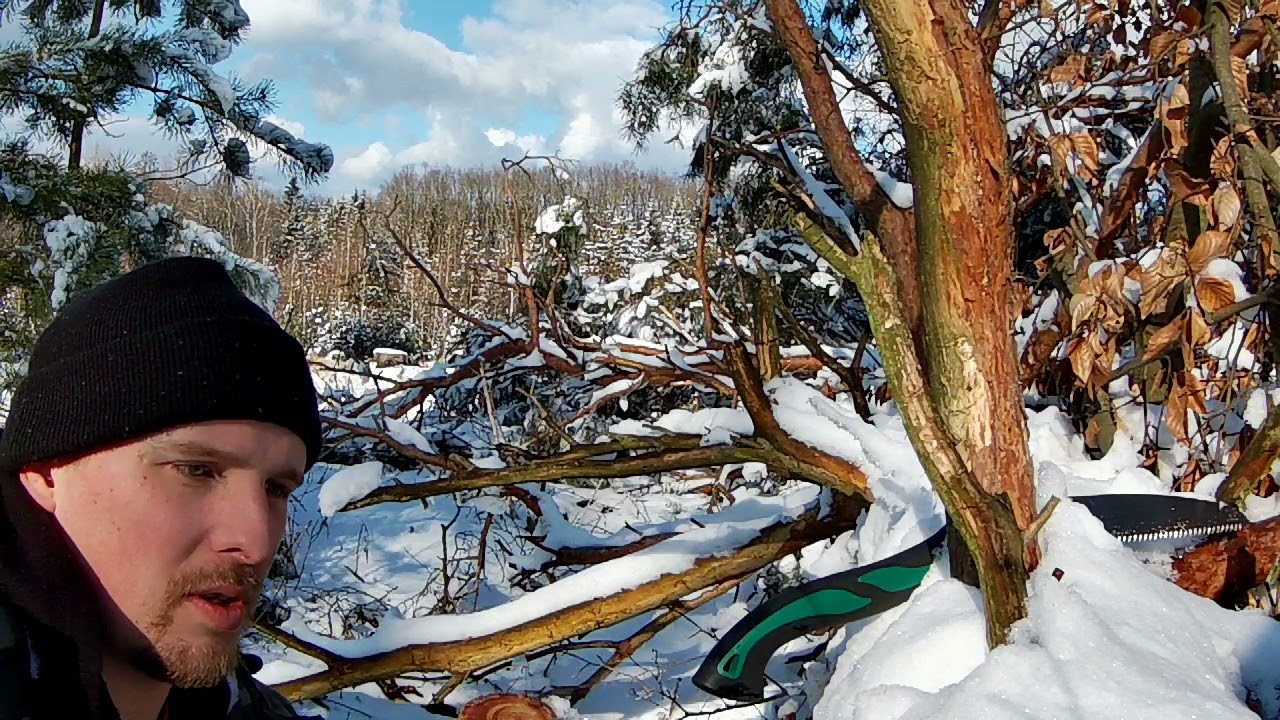Kde sháním smolné dřevo/fatwood