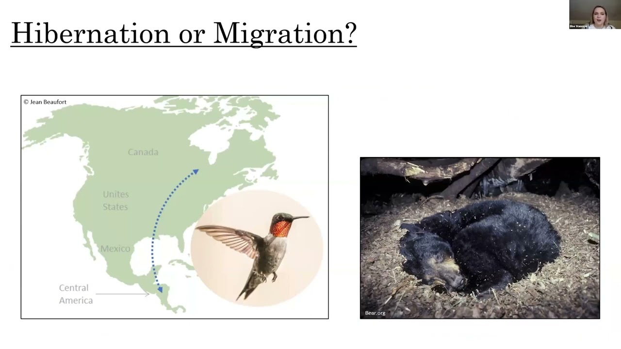 Hibernate or Migrate? Bats of Massachusetts and their Winter Behavior