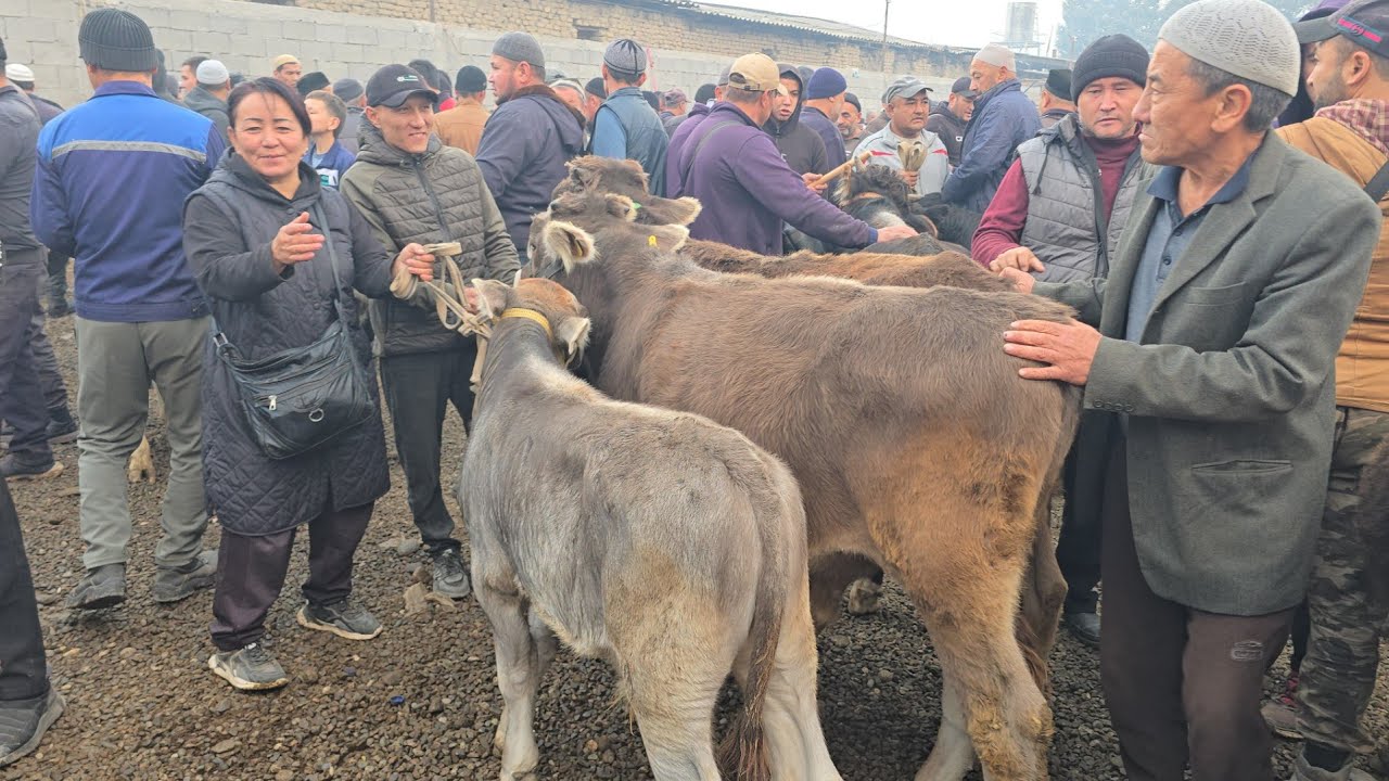 SHAHRIXON BOZORI YOSH BUQACHA VA HONAJINLAR NARXLARI 24 февраля 2026 г.
