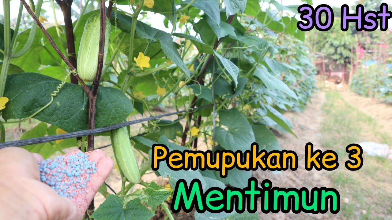 Cara pemupukan yg ketiga mentimun dengan cara kocor 30 hst