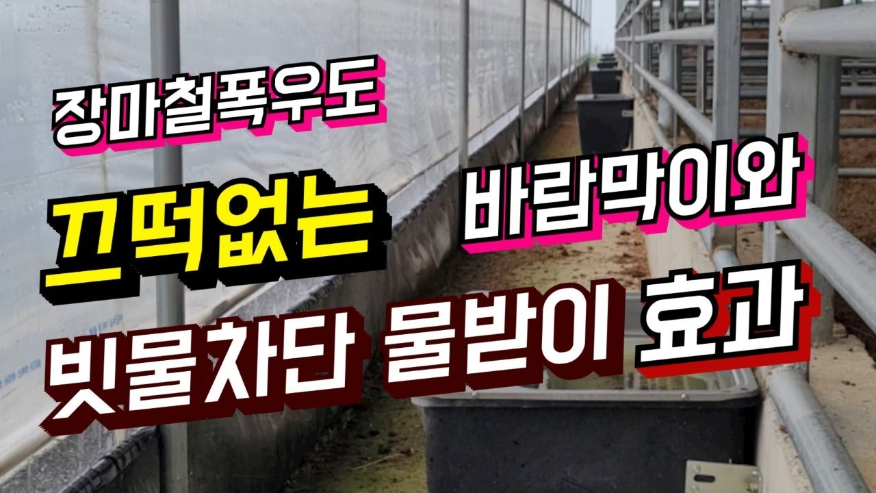 장마철 폭우에도 끄떡없는 한우축사 자동개폐기 바람막이와 빗물차단하는 물받이의 효과