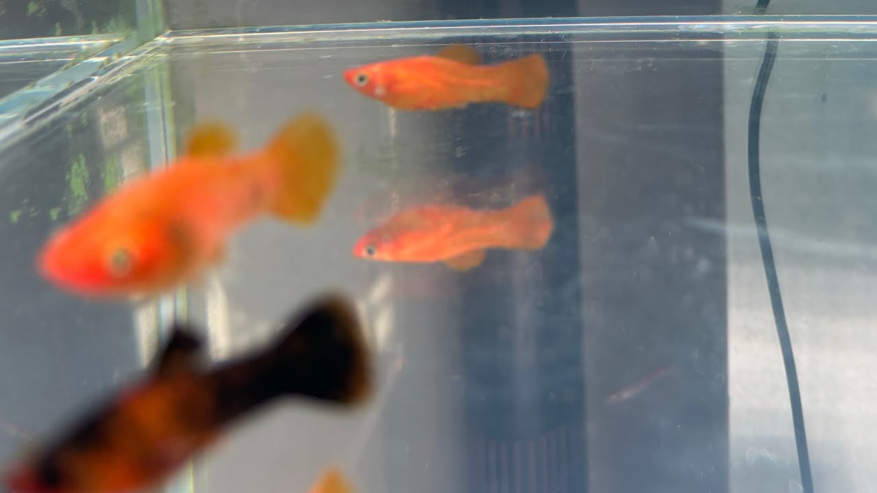 Live Fish at Aquarium 