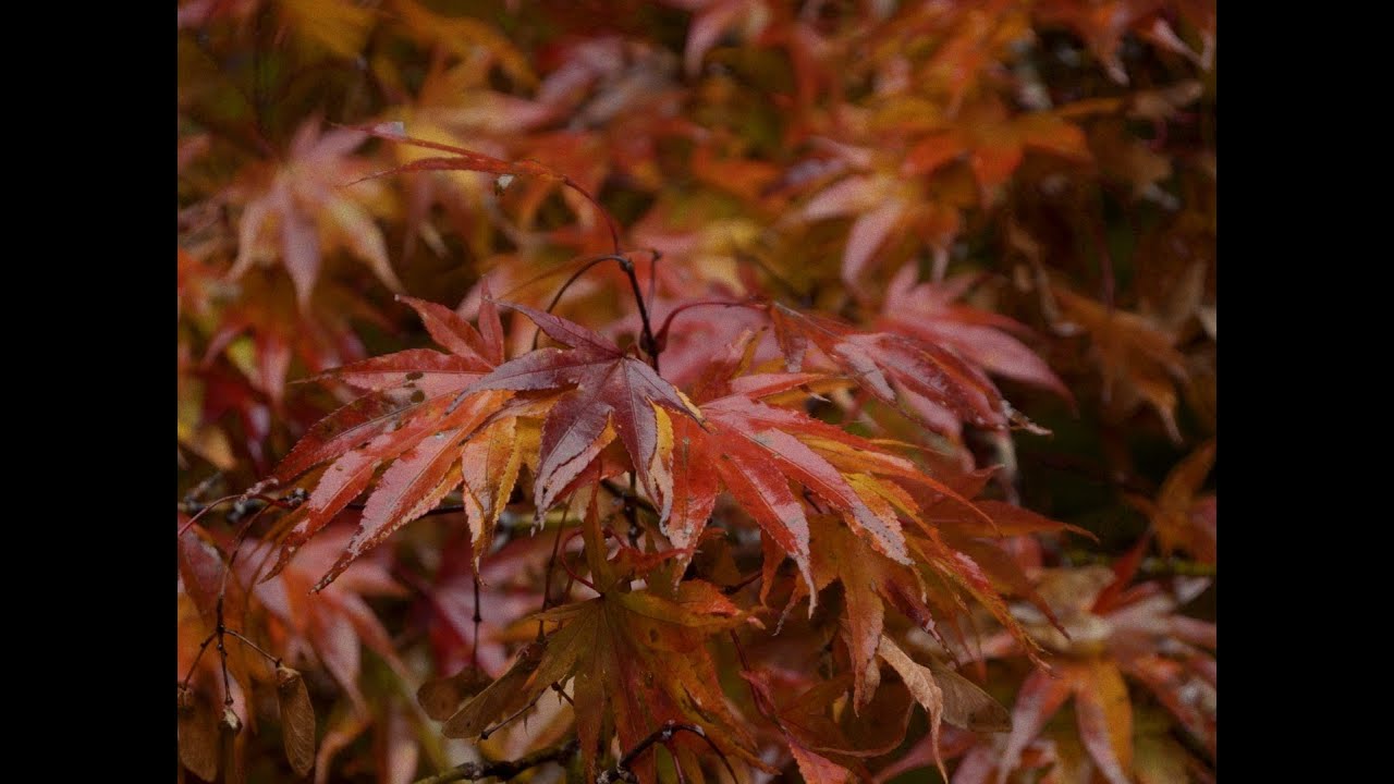 Autumn Trip to Nikko and Utsunomiya (please turn on subtitles)
