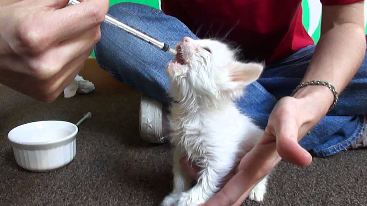 How to Bottle Feed a Teeny Kitten