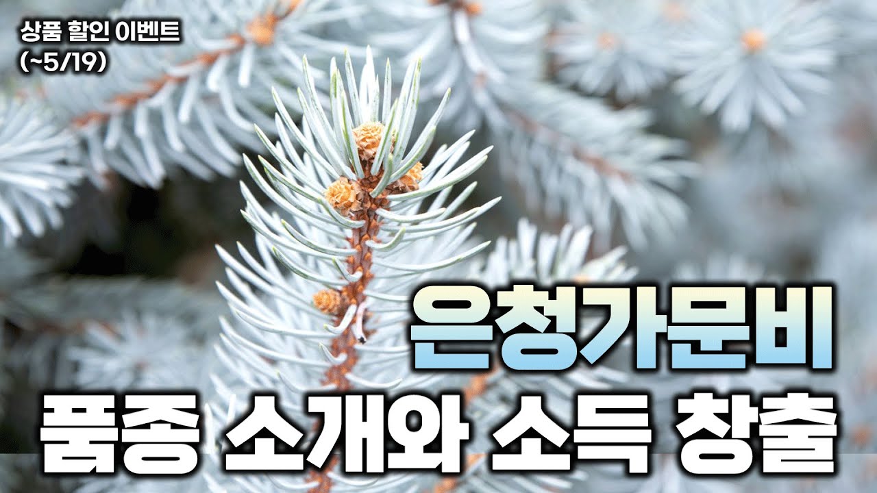 독특한 색감과 아름다운 수형, 은청가문비의 품종과 소득 창출 가치 알아보기!