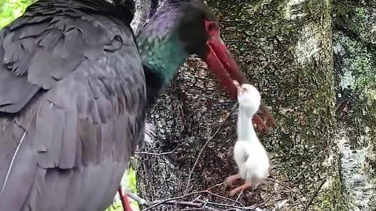 2022-05-28 18:19 - Black Stork Nest 2: Mother removes smallest chick