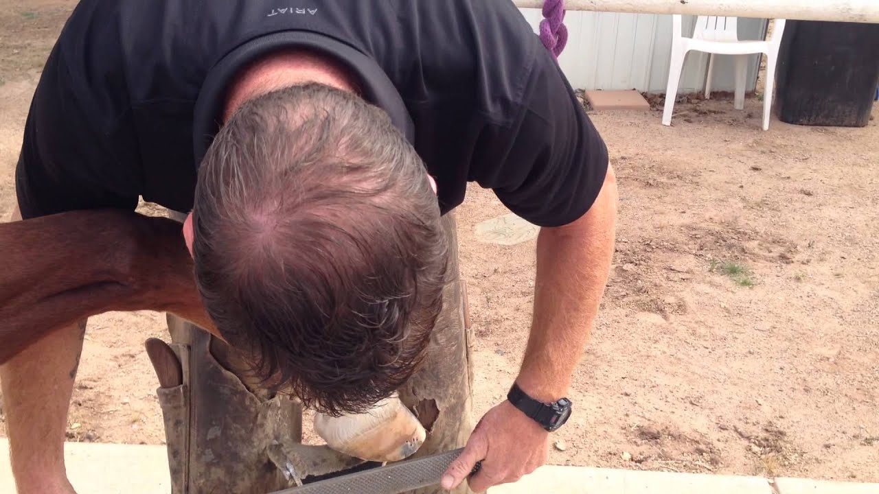Horseshoeing 101