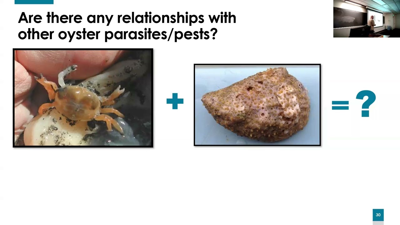 SoMAS - Aw shucks…Controls of Eastern Oyster Populations in Southeast Coastal Plain Estuaries