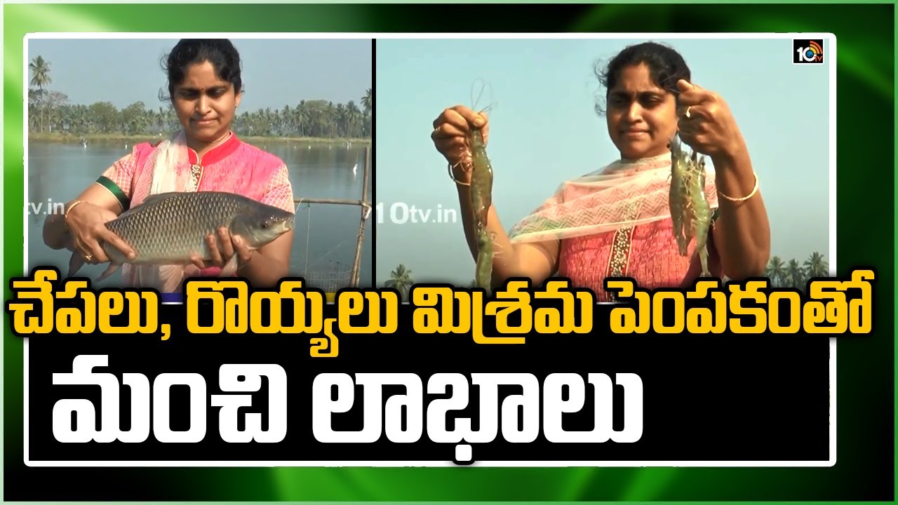 చేపలు, రొయ్యలు మిశ్రమ పెంపకంతో మంచి లాభాలు | Fish Farming Profits | Matti Manishi | 10TV News
