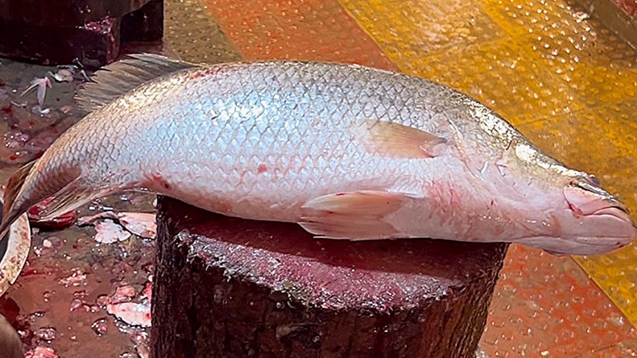 Incredible Big Bhetki Fish Cutting Skills In Fish Market | Fish Cutting Skills