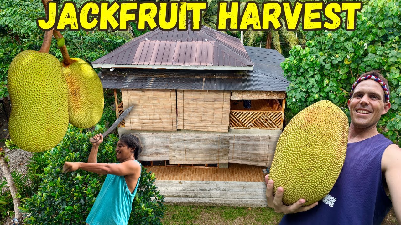 FIRST JACKFRUIT HARVEST - Philippines Beach Land Food (Davao Life)