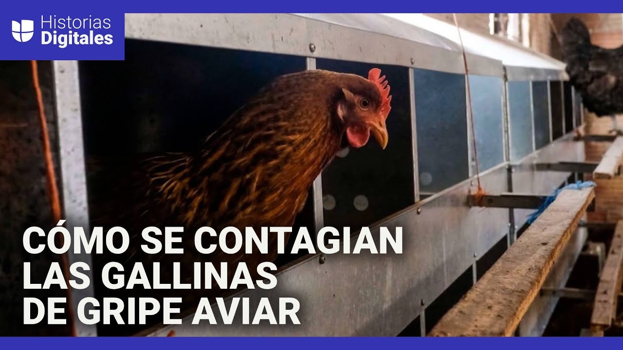 Gripe aviar: cómo se contagian las gallinas y qué pasa si un humano se infecta