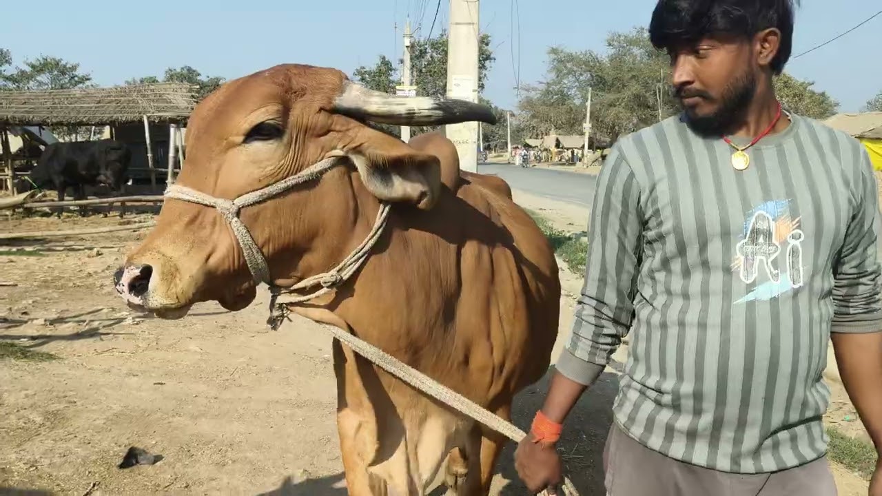 आप लोग को डेरी फॉर्म के लिए गया लेना है तो एसी गाय अपने सूझ बुझ से खरीदे s Pandey 