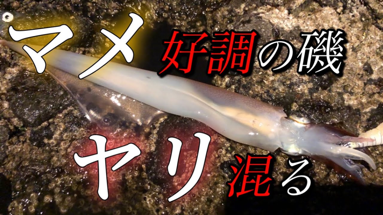 巷で噂のマメイカ爆釣磯に行ってみた！